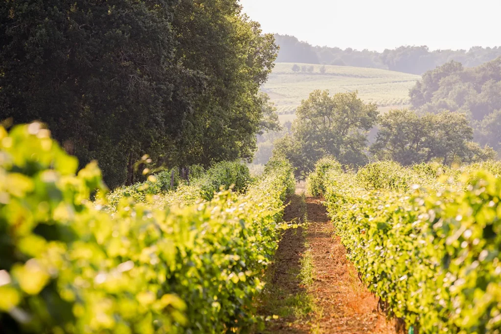 Vignes au Domaine de l'Airial