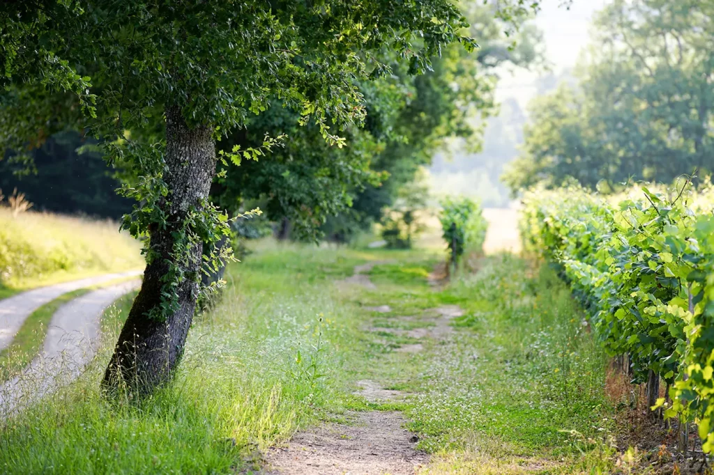 Paysage vignes Domaine Airial