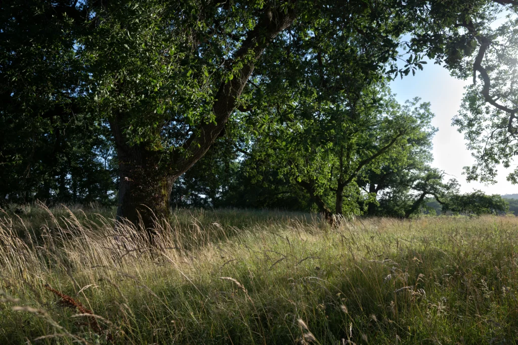 paysage bocager prairies du Gers Domaine Airial